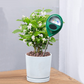 🌱 50% RABATT! 💧 Bodenfeuchtemessgerät – Für Innen- & Außenpflanzen ✨