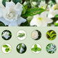 ✨ 50% RABATT! 🌿 Automatischer Aromatherapie-Diffusor – Ultraschall, Zeitschaltung & Smart-Display ✨