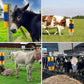 🐄 50% RABATT! 🧼 Massage- & Pflegebürste für Vee – Rundum, sanft & effektiv ✨
